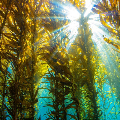 Kelp Orgánico
