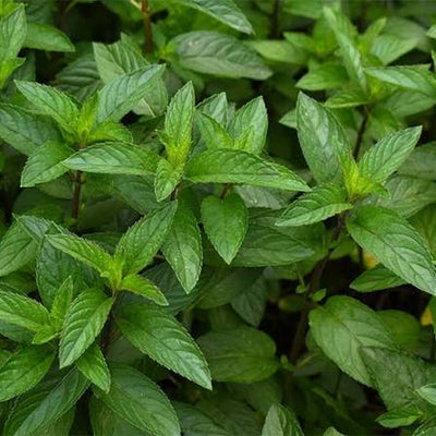 Menta